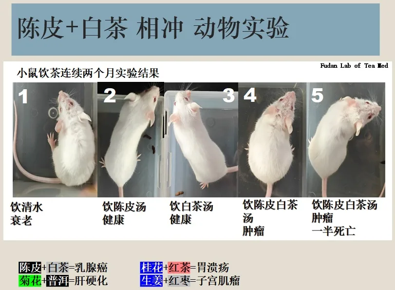 动物实验图示
