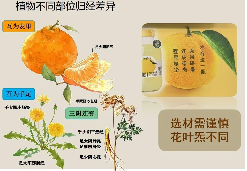 植物部位归经图示